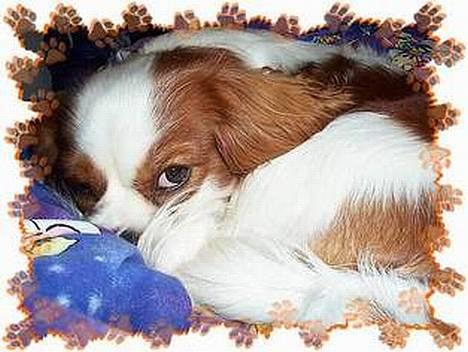 Cavalier king charles spaniel Mulle - HOV har jeg taget din plads??!!  billede 7