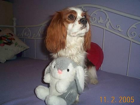 Cavalier king charles spaniel Mulle - er det min kanin du vil have? det må du ikke den er så dejlig billede 8