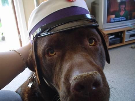 Labrador retriever Baloo  (hos anden ejer) - Baloo er blevet student billede 4