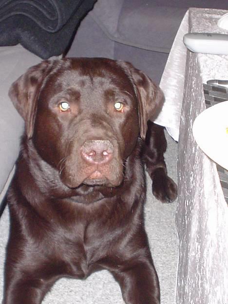 Labrador retriever Baloo  (hos anden ejer) - Baloo med sin ven Pjevs billede 5
