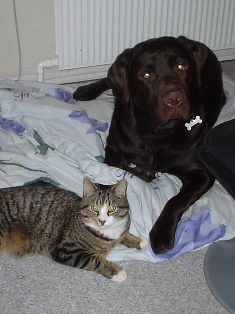 Labrador retriever Baloo  (hos anden ejer) - baloo og pjevs billede 6