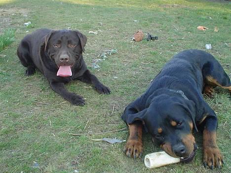 Labrador retriever Baloo  (hos anden ejer) - Baloo med sin bedste ven Tyson billede 7