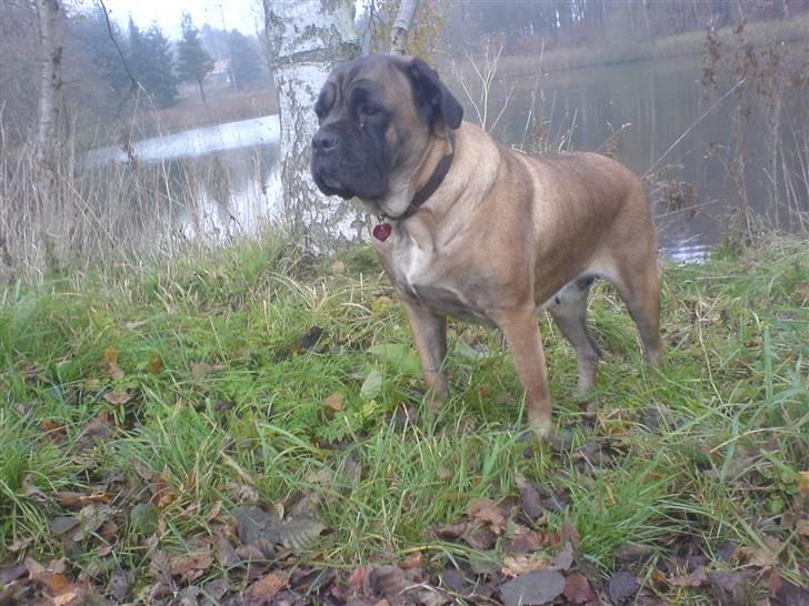 Cane corso Campo Di Cavello (Sussi) billede 1