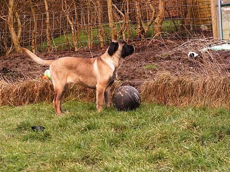Cane corso Campo Di Cavello (Sussi) billede 2