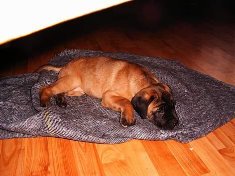 Cane corso Campo Di Cavello (Sussi) billede 3