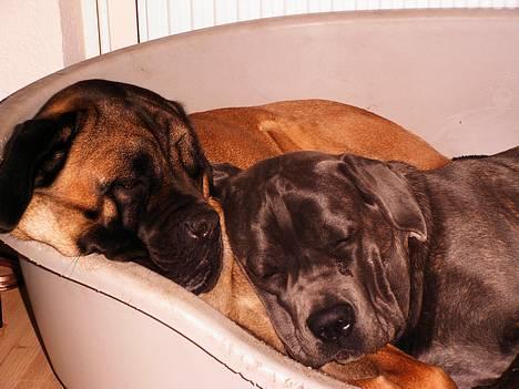 Cane corso Campo Di Cavello (Sussi) billede 4