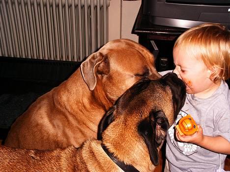 Cane corso Campo Di Cavello (Sussi) billede 5