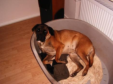 Cane corso Campo Di Cavello (Sussi) billede 6