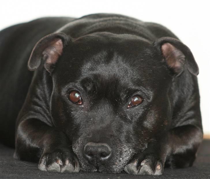 Staffordshire bull terrier Mille - Mille pigen 7år :) billede 7