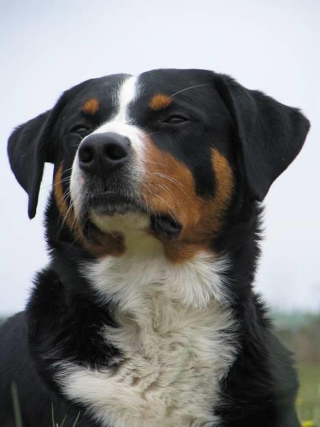 Appenzeller sennenhund Røbi von Razco "Razco" - Razco har overblikket billede 3