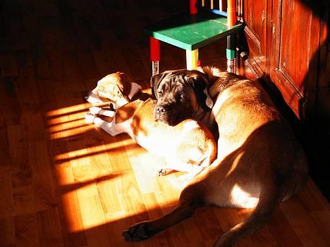 Cane corso Campo Di Cavello (Sussi) - Rå hygge billede 8