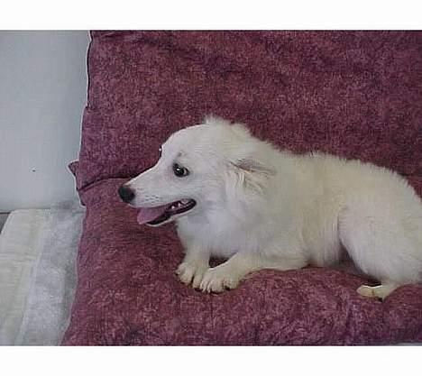 Amerikansk eskimohund Laika - Dejligt at ligge oppe i sengen!  billede 2