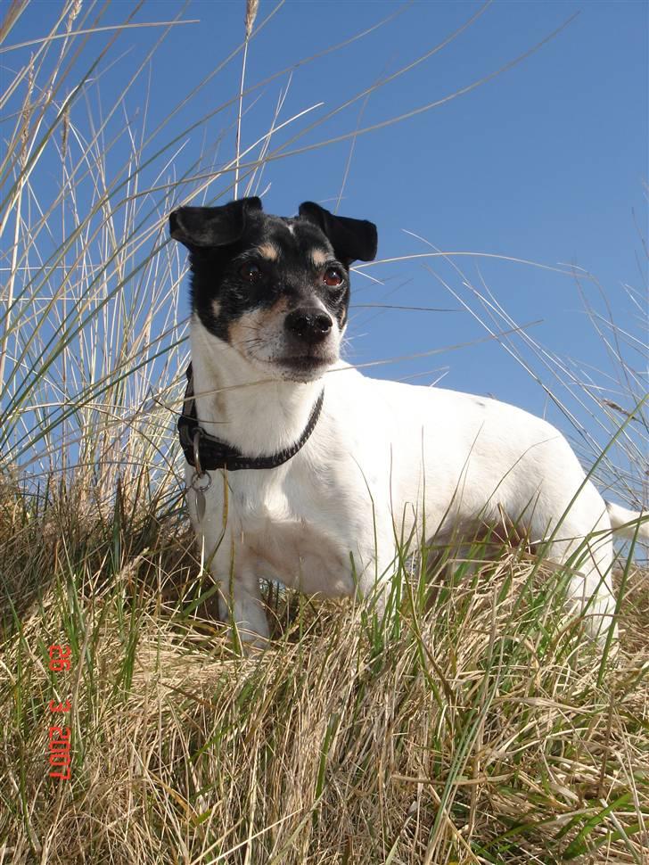 Dansk svensk gaardhund Snukki - Ja her er Snukki så! billede 1