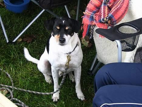 Dansk svensk gaardhund Snukki - Snukki til konkurrence. Derfor ser han lidt træt ud...! billede 2