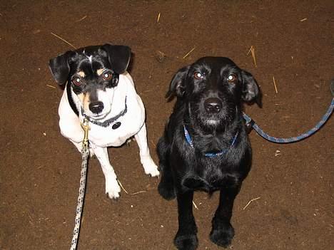 Dansk svensk gaardhund Snukki - Her er Snukki med sin kæreste Zita. billede 3