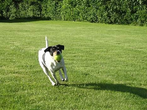 Dansk svensk gaardhund Snukki - Spiller bold i haven. billede 4