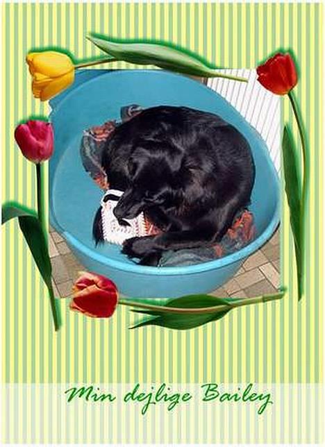 Blanding af racer Bailey*død* ;-( - Mmmmmm..........! billede 9