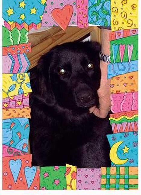 Blanding af racer Bailey*død* ;-( - uummmmm det er så dejligt billede 10