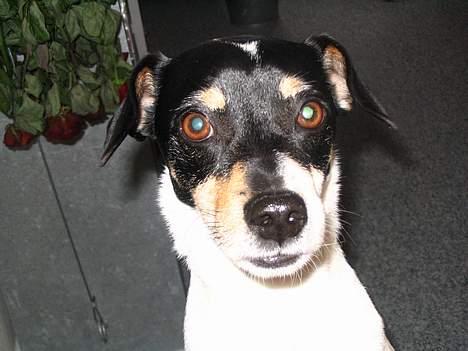 Dansk svensk gaardhund Snukki - Hvor sød kan man lige se ud.....? billede 5