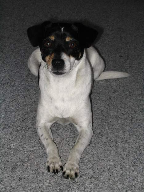 Dansk svensk gaardhund Snukki - Pragteksemplar! billede 6