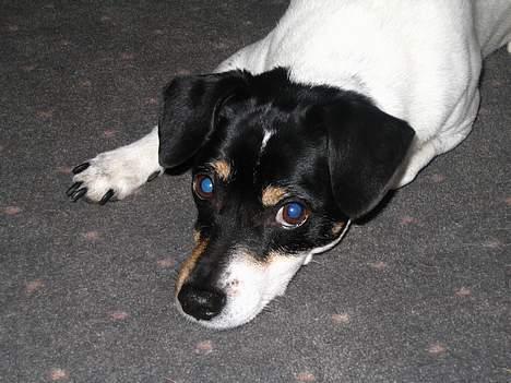 Dansk svensk gaardhund Snukki - Er der da slet ingen grænser for, hvor sød man kan se ud? Åbentbart ikke.... :-) billede 7