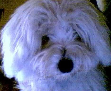 Coton de tulear Skot billede 1