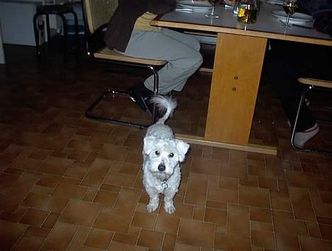 Coton de tulear Skot billede 2