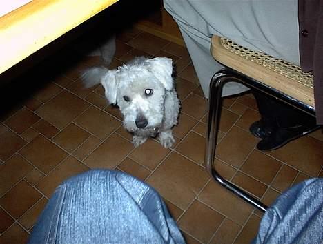 Coton de tulear Skot billede 3