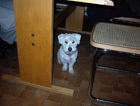 Coton de tulear Skot billede 4