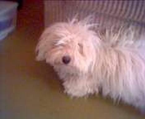 Coton de tulear Skot billede 5