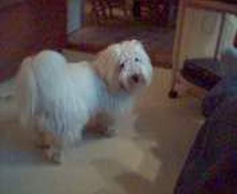 Coton de tulear Skot billede 7