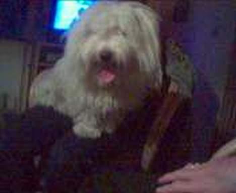 Coton de tulear Skot billede 8