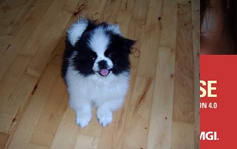 Pekingeser Borrings Mung Nan - Et par dage efter at vi fik ham!! billede 1