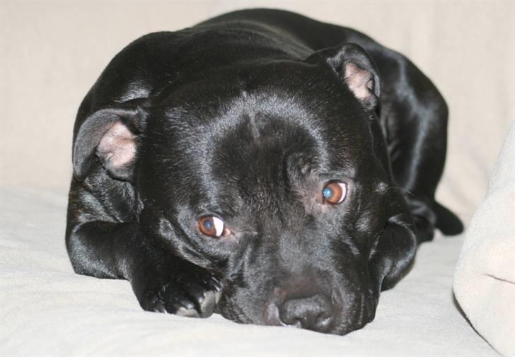 Staffordshire bull terrier Manse billede 9