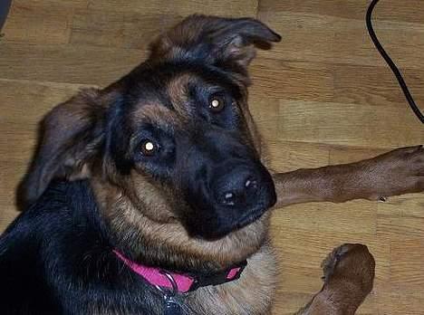 Blanding af racer Sally - Byens bedste Sally billede 1