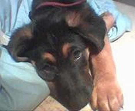 Blanding af racer Sally billede 3