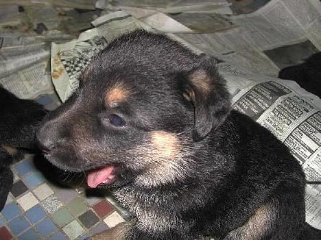 Blanding af racer Sally - 8 mdr. billede 4