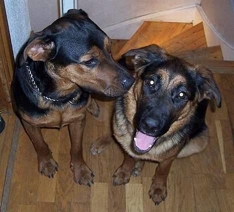 Blanding af racer Sally - Får lige et kys af "storebror" Samson billede 5