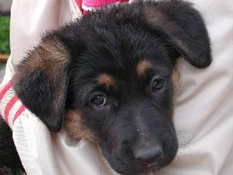 Blanding af racer Sally - Sally da hun var 5 uger gammel  billede 6