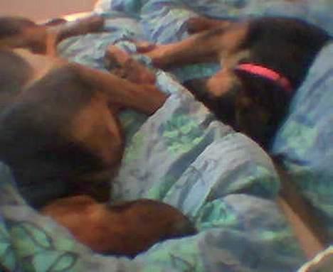 Blanding af racer Sally - Igen et seriøst snorke billede af de 2 *G* billede 7