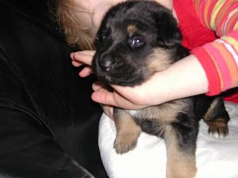 Blanding af racer Sally - Ca. 3 uger gammel billede 8