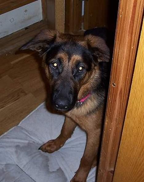 Blanding af racer Sally - Må jeg komme ind og putte? billede 9