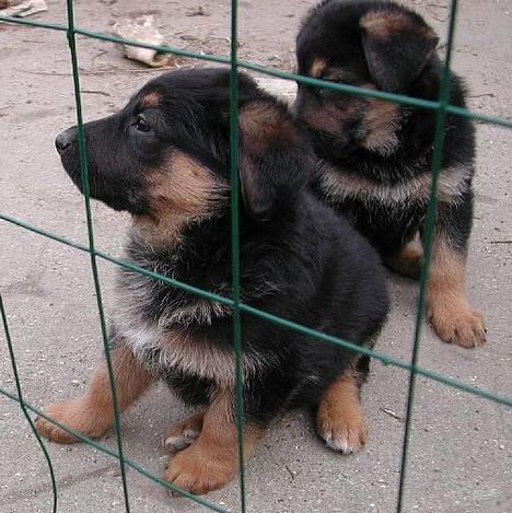 Blanding af racer Sally - 6 uger gammel....lille pjuskerøv :o)) billede 10