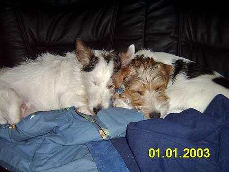 Jack russell terrier Plet † R.I.P. † billede 8