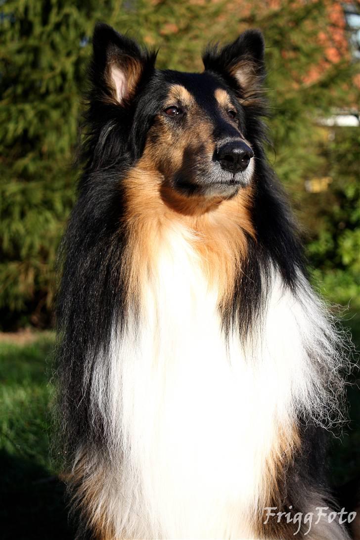 Collie langhåret Simba - sov sødt min skat! billede 1
