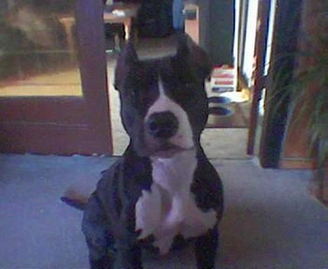 Amerikansk staffordshire terrier Gipsy - død 2005 - billede 1