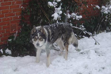 Siberian husky celik billede 1