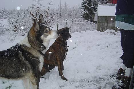 Siberian husky celik billede 2