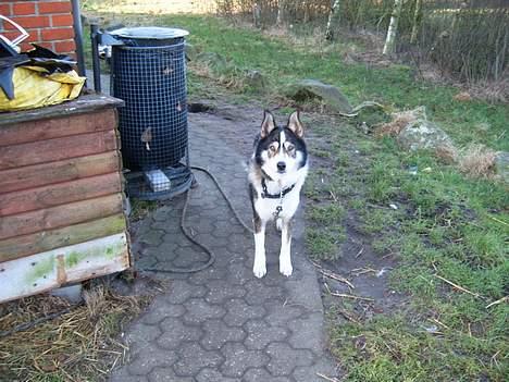 Siberian husky celik billede 3