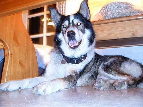Siberian husky celik billede 4
